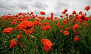 10440262_10203958292336314_3348885207196036043_n